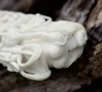 Нож Лис из стали М390